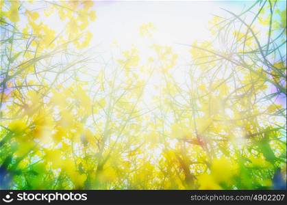 Yellow rape flowers in sunlight, blurred nature background, close up