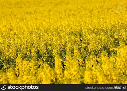 Yellow rapeseed (colza) field