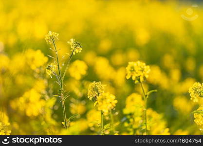 yellow rapeseed field at sunset.