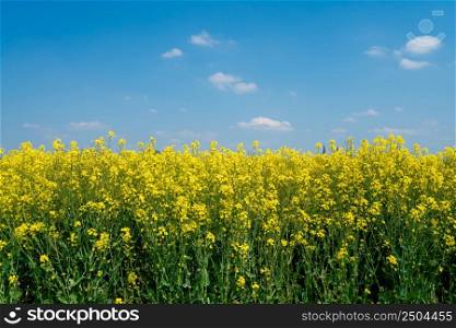 Yellow rapeseed field flowering in farmland in countryside , spring landscape under blue sky on sunny day in springtime, nature background