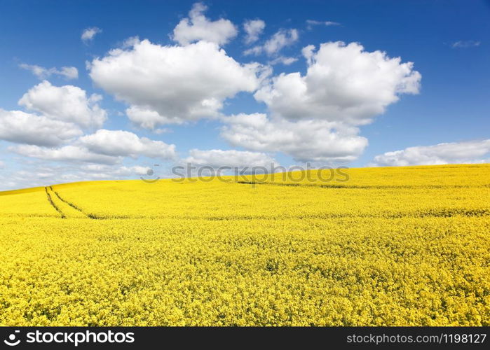 Yellow rapeseed field in Denmark