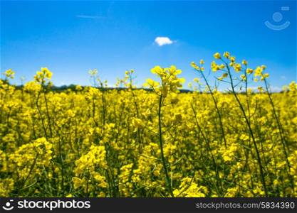 Yellow rapeseed field on a sunny day