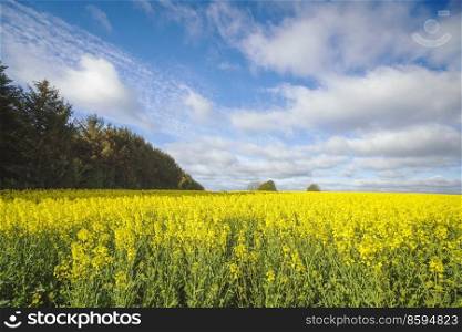 Yellow rapeseed field on a sunny day with blue sky and a small forest in the background