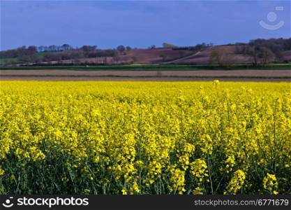 Yellow rapeseed field producing vegetable oil