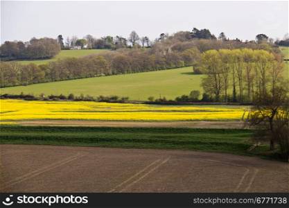 Yellow rapeseed field producing vegetable oil