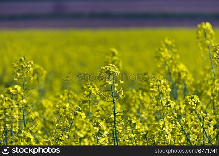 Yellow rapeseed field producing vegetable oil