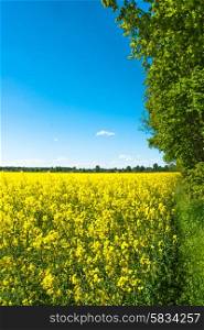 Yellow rapeseed field with trees in the background