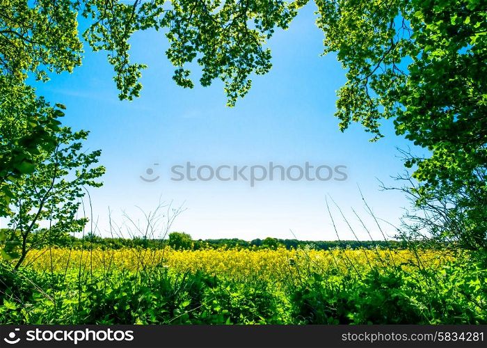 Yellow rapeseed field with trees in the foreground
