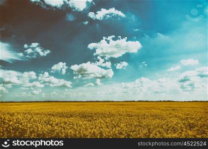 Yellow Rapeseed Flowers Field With Blue Sky