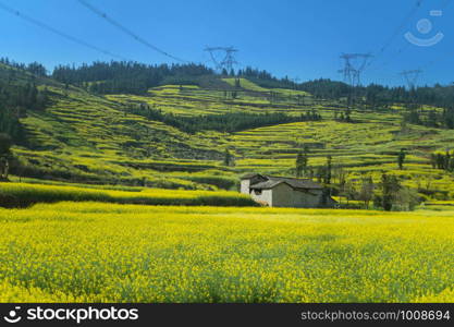 Yellow rapeseed flowers Field with house at Luoping County, China