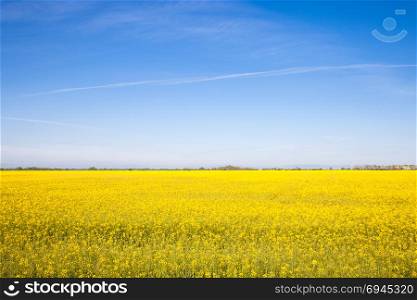 Yellow rapeseed flowers on field with blue ckear sky