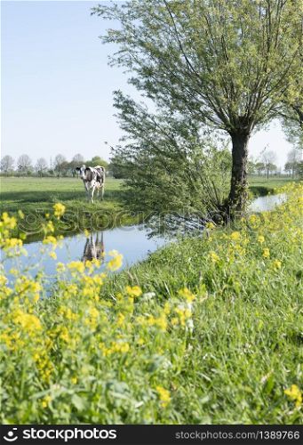 yellow rapeseed flowers under tree and spotted cows in green spring meadow in the centre of Holland near Leerdam with blue sky