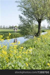yellow rapeseed flowers under tree and spotted cows in green spring meadow in the centre of Holland near Leerdam with blue sky