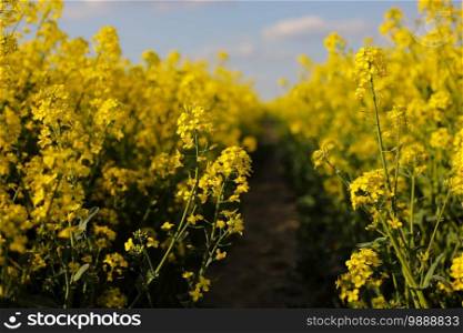 yellow rapeseed on a background of the sky. selective focus on color. canola field with ripe rapeseed, agricultural background. selective focus. yellow rapeseed on a background of the sky. selective focus on color. canola field with ripe rapeseed, agricultural background. selective focus.