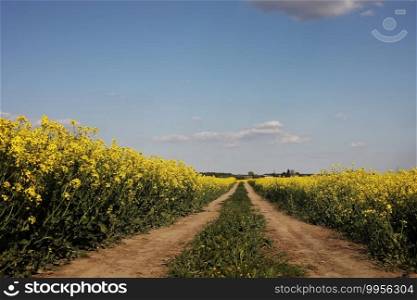 yellow rapeseed on a background of the sky. selective focus on color. canola field with ripe rapeseed, agricultural background.. yellow rapeseed on a background of the sky. selective focus on color. canola field with ripe rapeseed, agricultural background