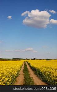 yellow rapeseed on a background of the sky. selective focus on color. canola field with ripe rapeseed, agricultural background.. yellow rapeseed on a background of the sky. selective focus on color. canola field with ripe rapeseed, agricultural background