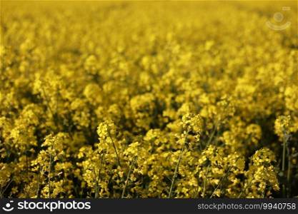 yellow rapeseed. selective focus on color. canola field with ripe rapeseed, agricultural background.. yellow rapeseed. selective focus on color. canola field with ripe rapeseed, agricultural background