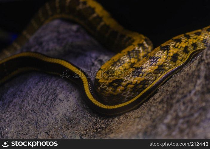 Yellow Rat Snake, a large and bright yellow striped snake of the southeastern United States