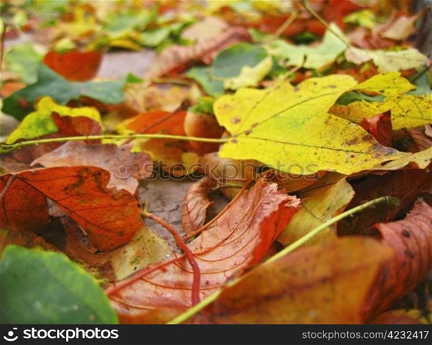Yellow red and green fallen leaves on the ground
