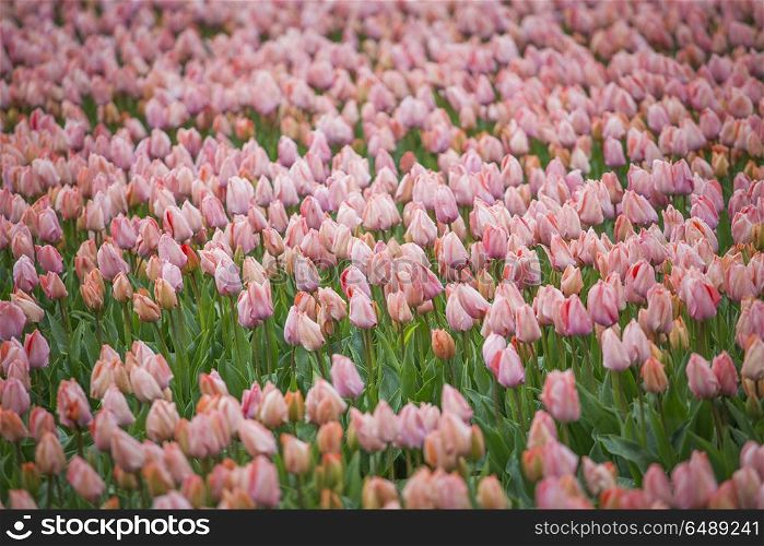 yellow-red field of tulips growing in the spring. yellow-red field of tulips