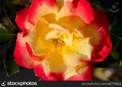 Yellow red rose flower. Detail of a yellow and red rose flower in daylight