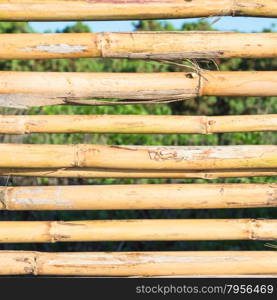 yellow reeds cut. Close up image of lined reeds