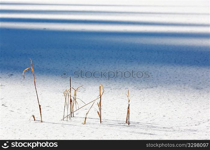 Yellow reeds in the ice of a frozen lake