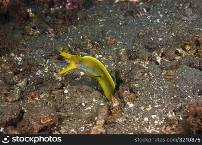 Yellow Ribbon eel (Rhinomuraena quaesita) underwater, North Sulawesi, Sulawesi, Indonesia