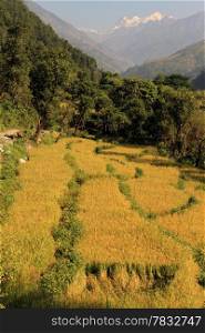 Yellow rice field and forest in Nepal