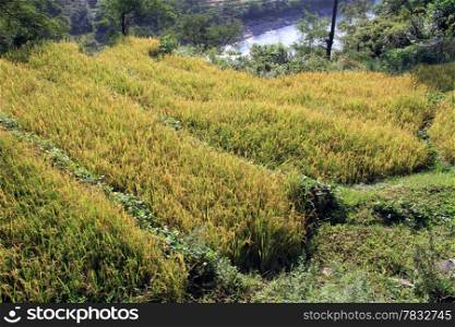 Yellow rice field near river in Nepal