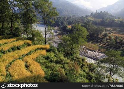 Yellow rice fields near river in Nepal