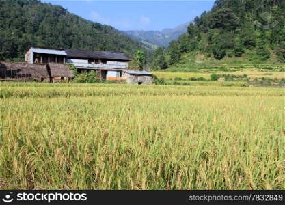 Yellow rice on the field near farm house in Nepal