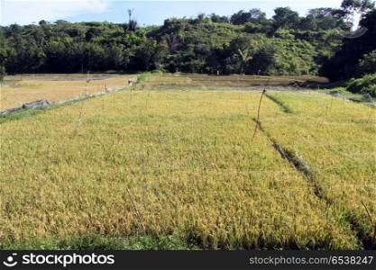 Yellow rice on the field near village on Samosir island, Indonesia