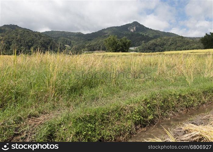 yellow rice paddy field with mountain view in rural thailand