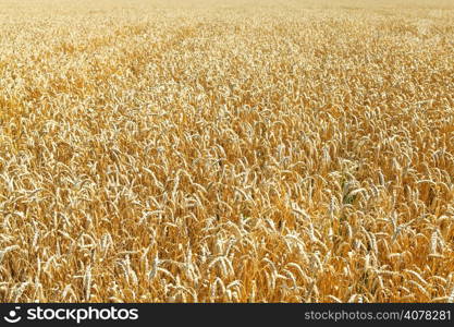 yellow ripe wheat field in caucasus region in summer day