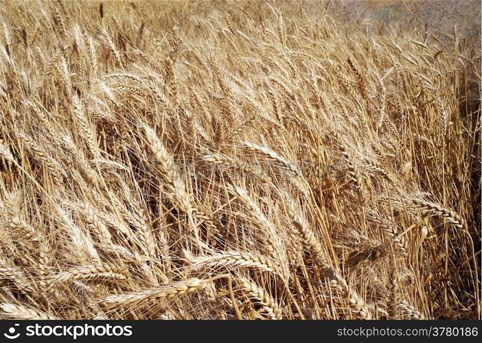 Yellow ripe wheat field in rural Turkey