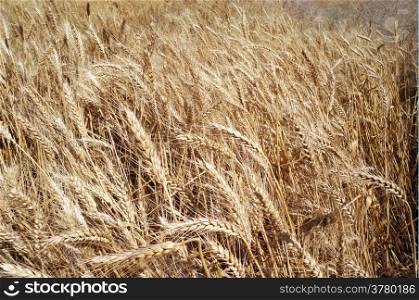 Yellow ripe wheat field in rural Turkey