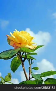 Yellow Rose