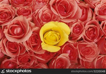 Yellow Rose and Pink Rose
