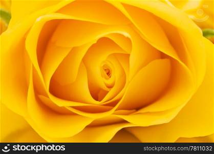 Yellow rose background. Yellow rose close-up shot, abstract floral background
