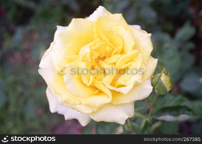 Yellow rose beautiful flower in garden burred background