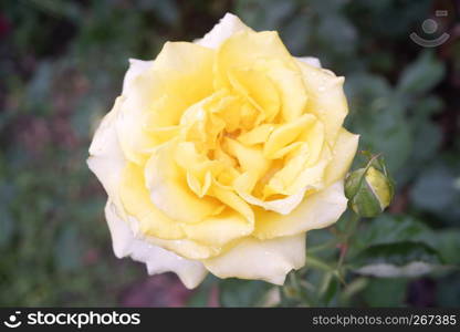 Yellow rose beautiful flower in garden burred background