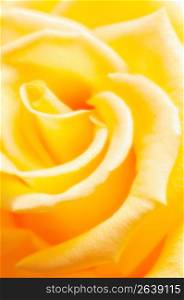 Yellow rose, close-up