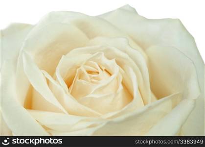 yellow rose closeup. A blossoming flower with the detailed structure