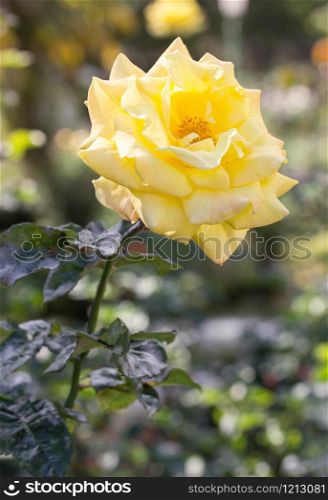 yellow rose flower in a garden