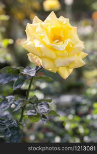 yellow rose flower in a garden