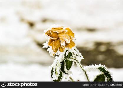 Yellow rose frozen and covered in ice and rime during winter in someone&rsquo;s garden