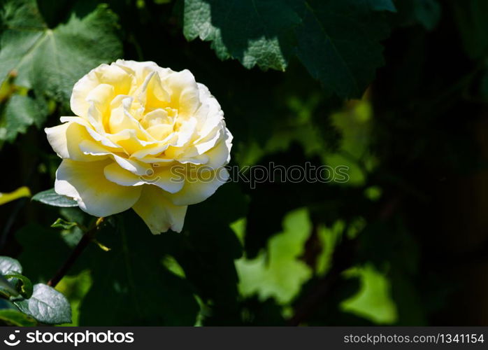 Yellow rose in the garden on dark green background. Yellow rose in the garden