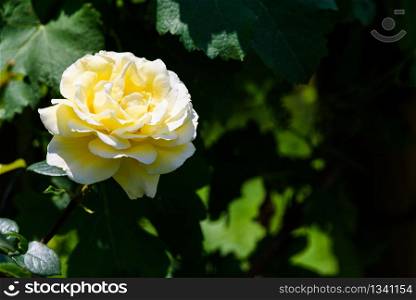 Yellow rose in the garden on dark green background. Yellow rose in the garden