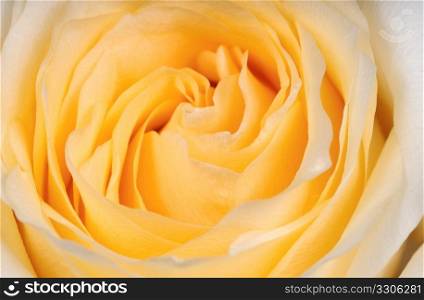 yellow rose in the vase shooter closeup